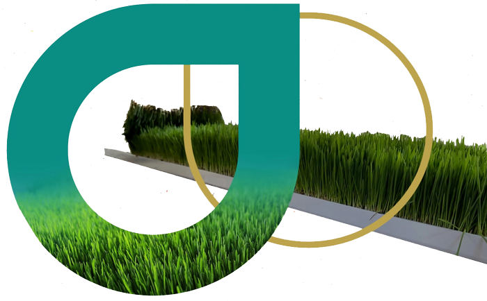Forragem Verde