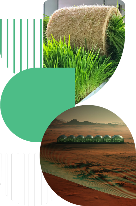 forragem-verde-hidroponica-biofeed
