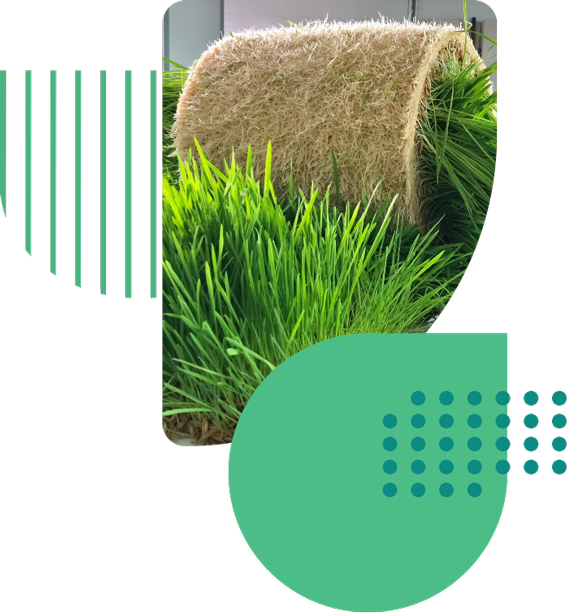 nutricao-inteligente-biofeed